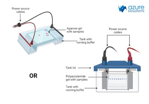 1.4: Gel Loading and Running .